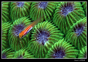 host goby on a green brain (?) coral ... by Daniel Strub 